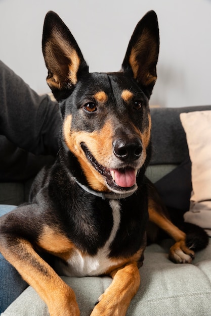 Gros plan de chien souriant sur canapé