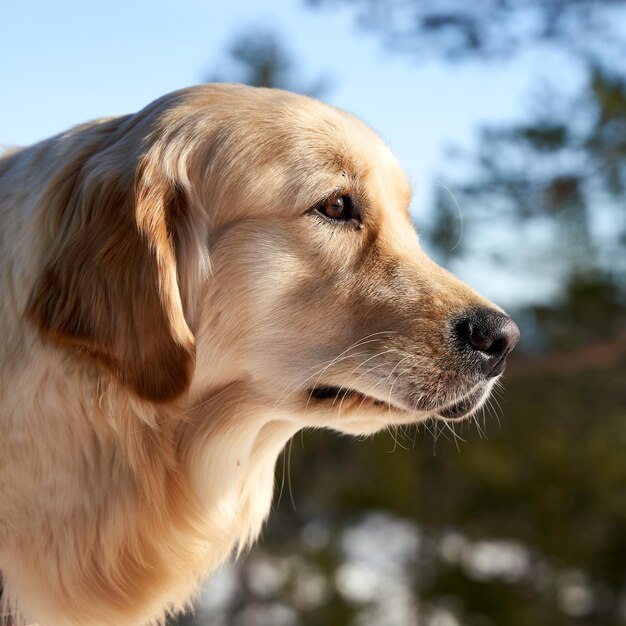 Gros plan d'un chien traqueur russe dans la verdure en hiver