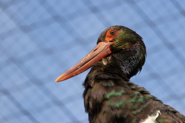 Photo gratuite gros plan de cigogne noire