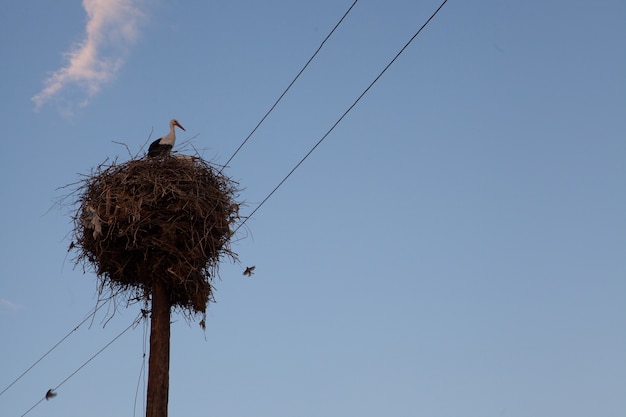 Gros plan de cigognes blanches sous le ciel paisible