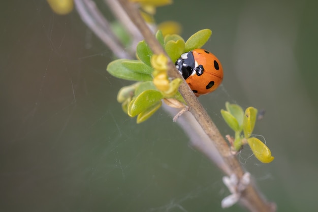 Gros plan d'une coccinelle sur une plante