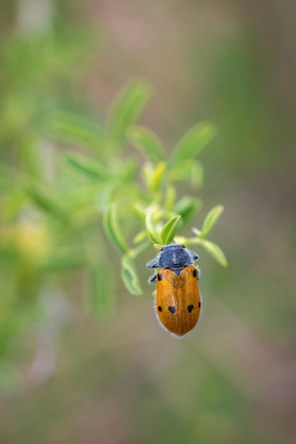 Gros plan d'un coléoptère blister sur une plante