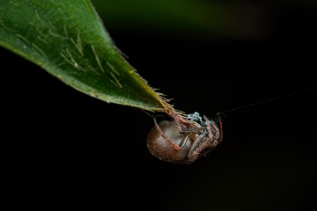 Photo gratuite gros plan d'un coléoptère sur la feuille verte