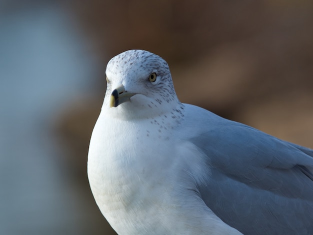 Gros plan d'une colombe aux yeux jaunes sous les lumières