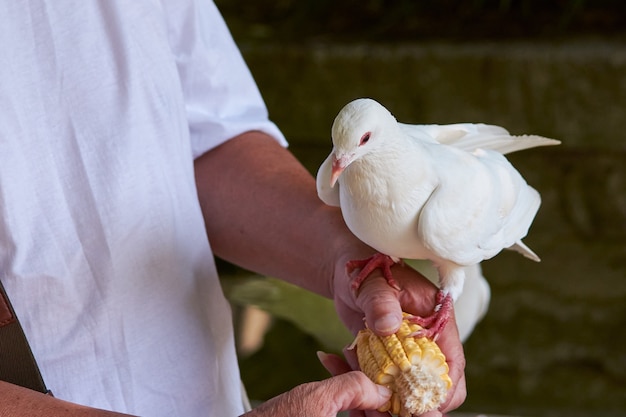 Gros plan d'une colombe blanche sur le bras d'un homme