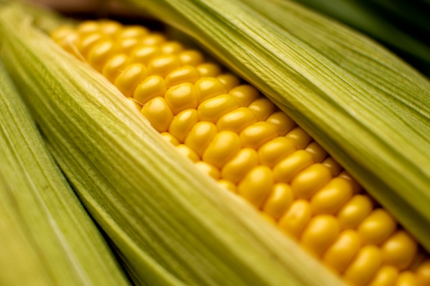 Gros plan de composition de maïs à angle élevé