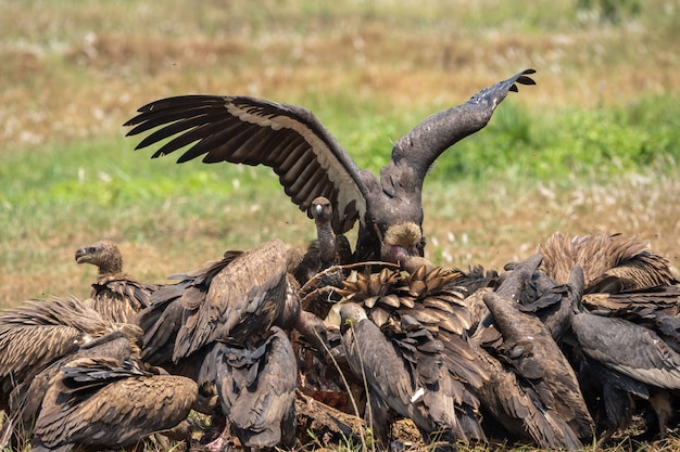 Gros plan sur des condors rassemblés en un tas