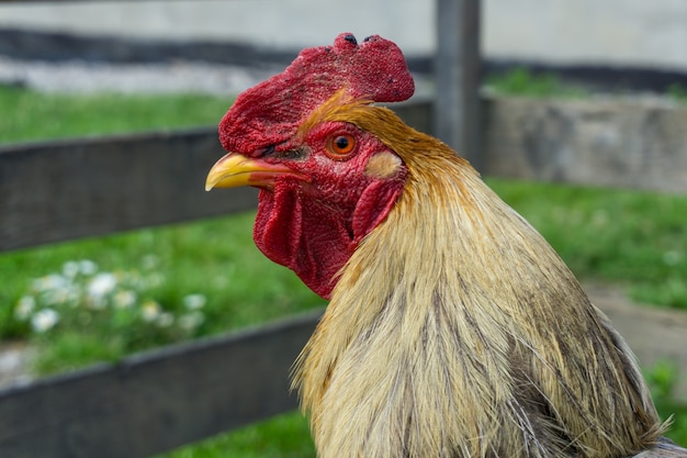 Photo gratuite gros plan d'un coq