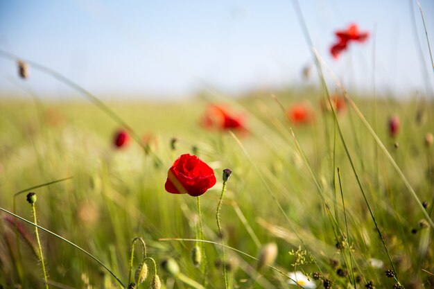 Gros plan des coquelicots rouges dans le domaine