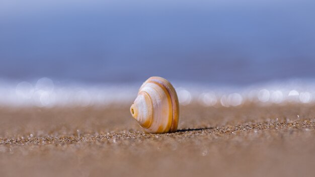 Gros plan de coquillage sur le sable