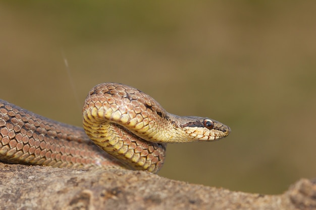 Gros plan d'une Coronella autrichienne en position d'attaque