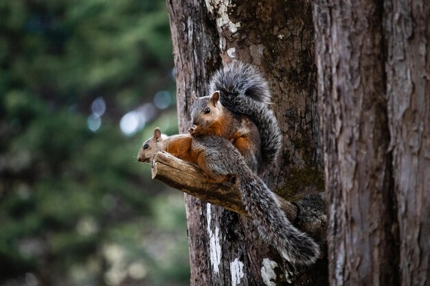 Gros plan d'un couple d'écureuils sur un tronc d'arbre