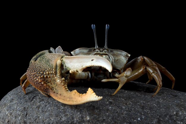 Gros plan sur le crabe violoniste pierre crabe Comando uca vocans crabe violon jaune gros plan