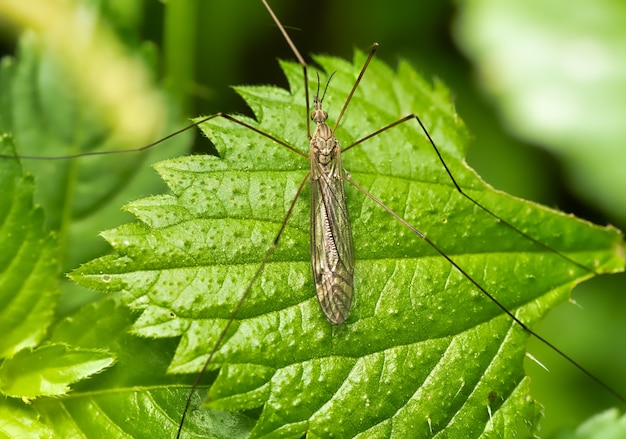 Gros plan d'un criquet sur une feuille verte avec de la verdure