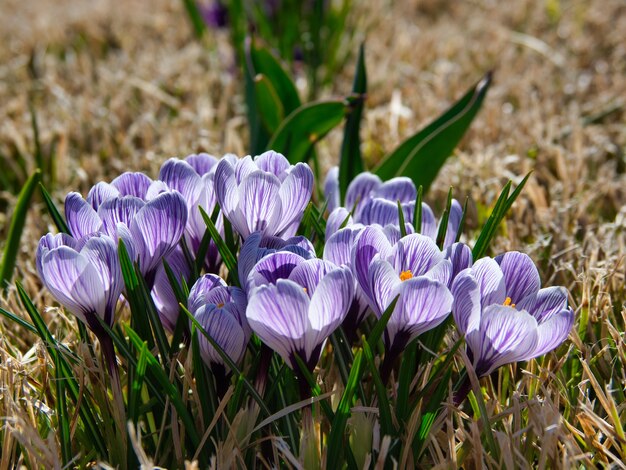 Gros plan de crocus violets dans un jardin sous la lumière du soleil