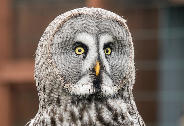 Gros Plan D'un Curieux Grand Hibou Gris Regardant Directement La Caméra