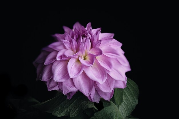 Gros plan d'un dahlia rose isolé sur un fond noir