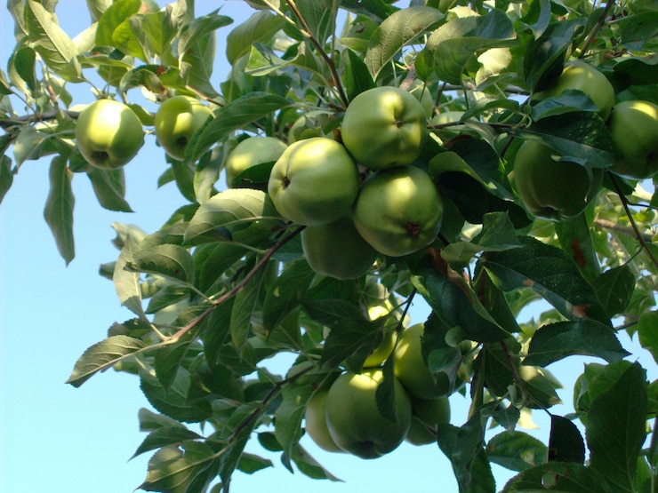 Photo gratuit gros plan de délicieuses pommes fraîches poussant au milieu d'un jardin