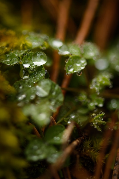 Photo gratuite gros plan, détail, de, forêt sauvage