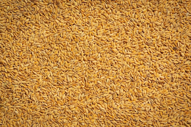 Gros plan sur les détails du papier peint de riz paddy