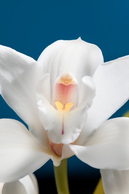 Photo gratuite gros plan sur les détails de la fleur d'orchidée
