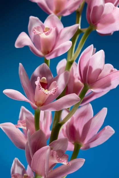 Gros plan sur les détails de la fleur d'orchidée