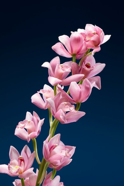 Photo gratuite gros plan sur les détails de la fleur d'orchidée