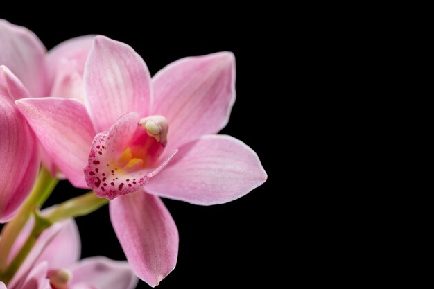 Gros plan sur les détails de la fleur d'orchidée