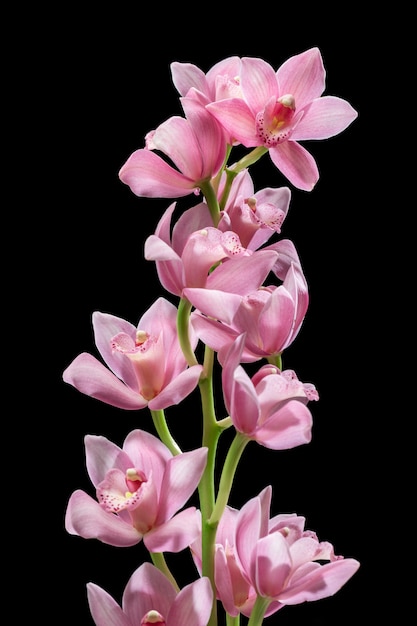 Gros plan sur les détails de la fleur d'orchidée