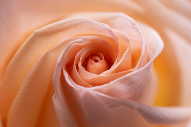 Gros plan sur les détails de la fleur rose