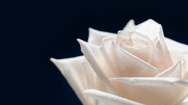 Gros Plan Sur Les Détails De La Fleur Rose