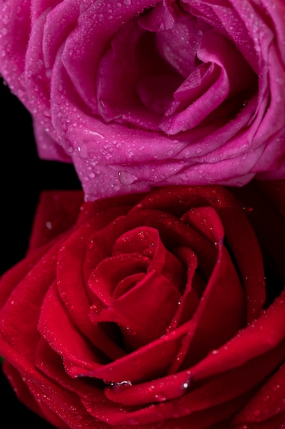 Gros plan sur les détails de la fleur rose