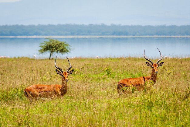 Gros plan de deux antilopes dans la verdure avec un lac