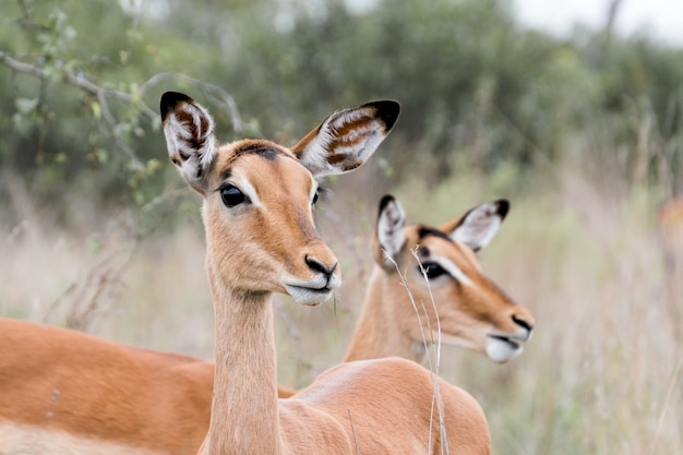 Photo gratuite gros plan de deux beaux cerfs dans le parc national kruger