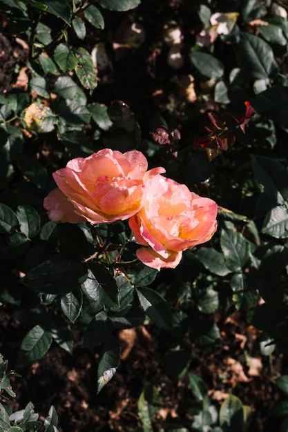 Photo gratuite gros plan de deux belles fleurs