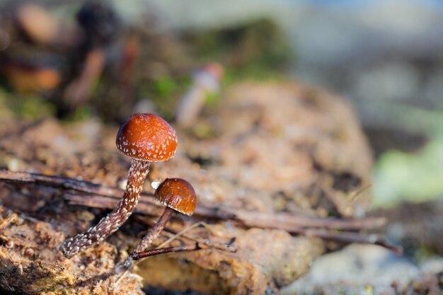 Gros plan de deux champignons sauvages sur une scène floue