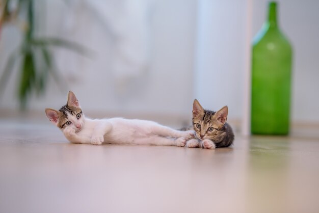 Gros plan de deux chatons mignons allongés sur le sol avec un arrière-plan flou