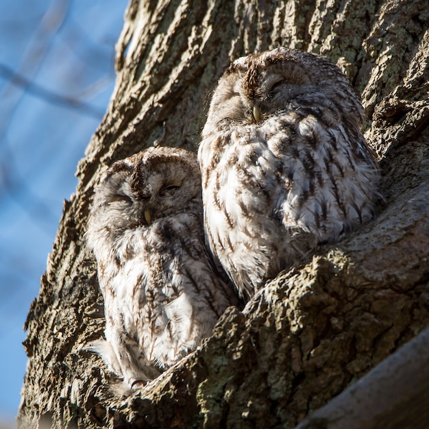 Photo gratuite gros plan de deux chouettes strassées de l'ouest perché sur l'arbre