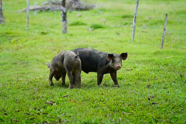 Gros plan de deux cochons sauvages marchant sur un terrain herbeux avec un arrière-plan flou en République dominicaine