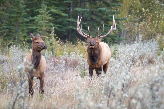 Gros plan sur deux élans au repos, des animaux et des paysages naturels pittoresques