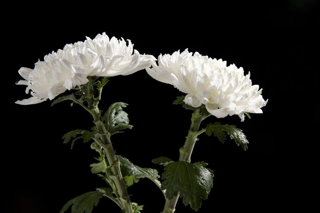 Gros plan de deux fleurs de chrysanthème blanc isolé