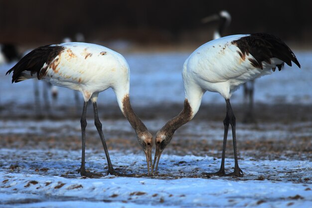 Gros plan de deux grues mangeant du poisson mort sur le sol recouvert de neige à Hokkaido au Japon