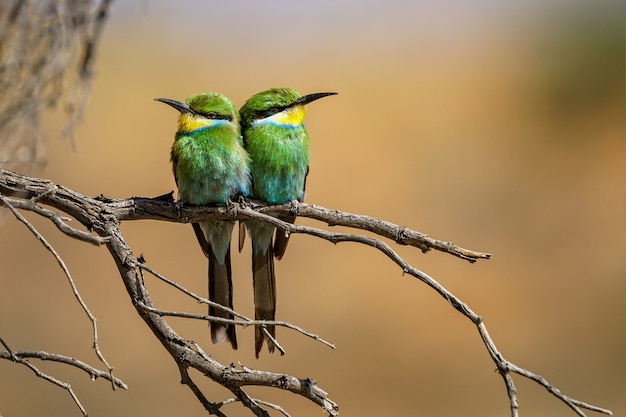 Photo gratuite gros plan sur deux guêpiers perchés sur une branche d'arbre