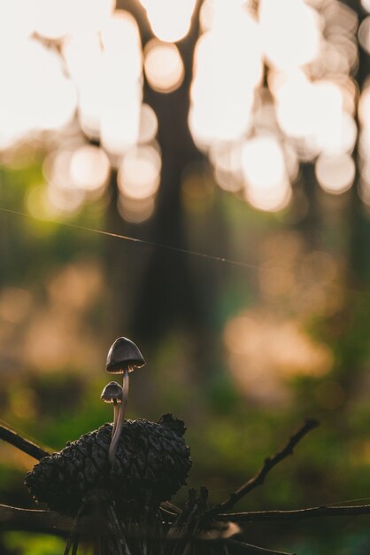 Gros plan de deux petits champignons communs dans une forêt entourée de verdure