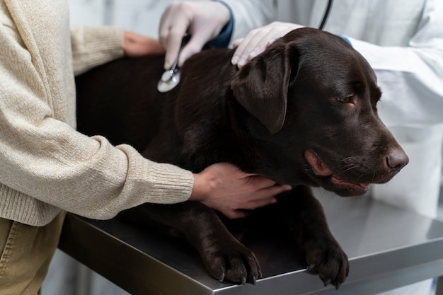 Gros plan, docteur, vérification, chien