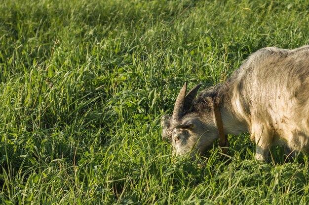 Gros plan, domestique, chèvre, manger, à, ferme