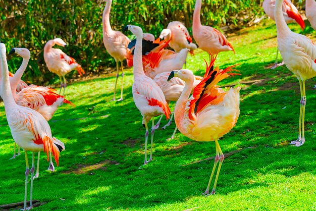 Gros plan du beau groupe flamant marchant sur l'herbe dans le parc