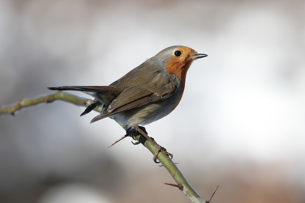 Gros plan du beau petit merle européen sur une branche épineuse sur un arrière-plan flou