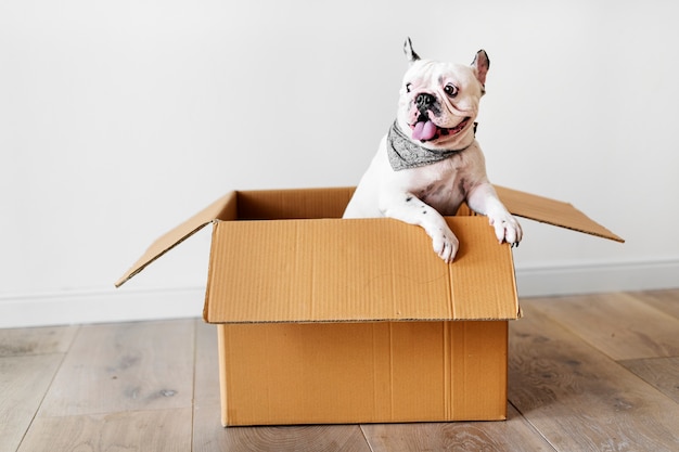 Gros plan du bouledogue français