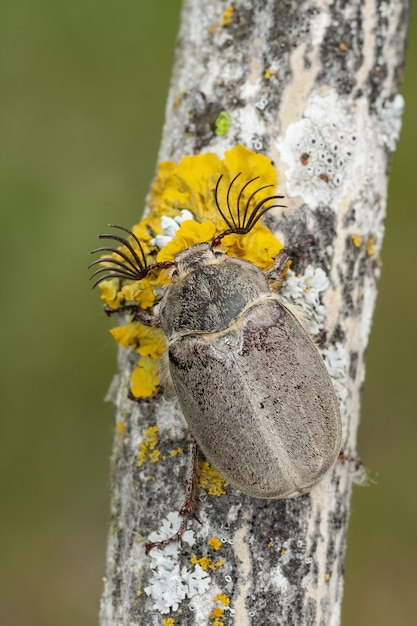 Photo gratuite gros plan du bug avec plusieurs antennes sur l'arbre